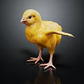 Adorable Young Yellow Chick Standing on Black Background with Spread Wings