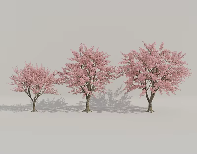 Modern Cherry Tree 3d model Modern Cherry Tree 3d model