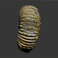 Aquatic Ammonite Fossil With Spiral Shell Yellow Brown Stripes And Textured Surface