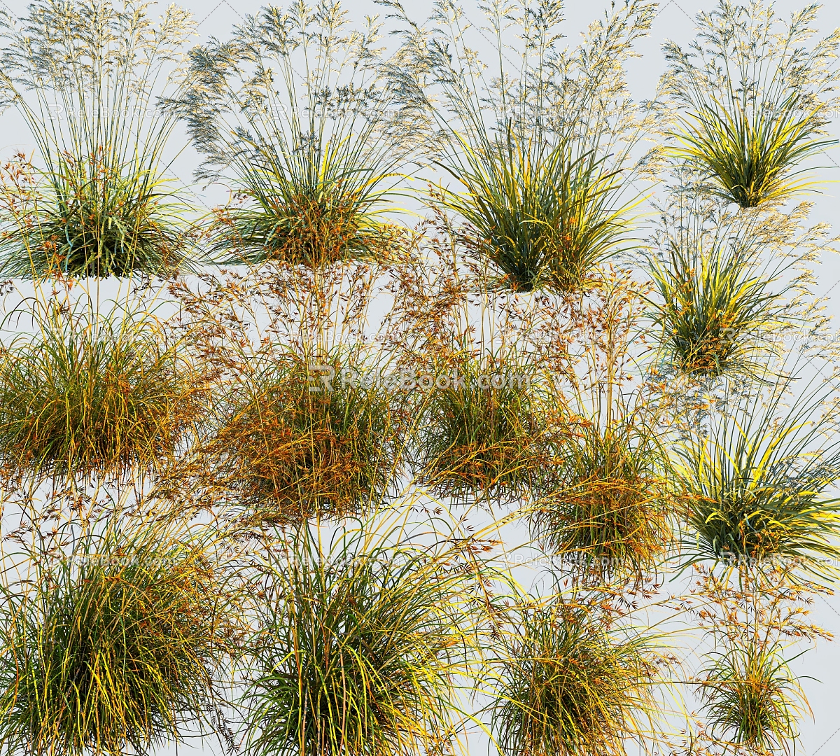 Modern Grass Miscanthus 3d model