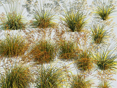 Different Types of Ornamental Grasses Featuring Green Yellow Brown Leaves For Outdoor Garden Decor 3d model