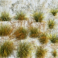 Modern Grass Miscanthus 3d model