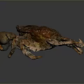 Brown Crab with Textured Shell and Multiple Claws on Dark Background