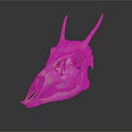 Anatomical Animal Skull With Horns And Detailed Skeletal Features On Dark Surface