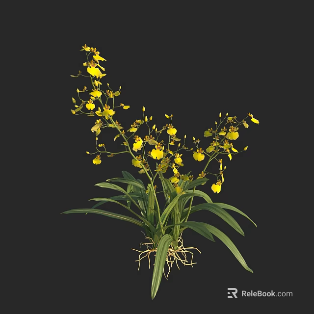 Yellow Orchids With Green Leaves And Visible Roots Against Black Background 3d model 