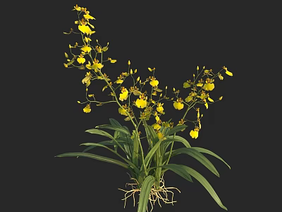 Yellow Orchids With Green Leaves And Visible Roots Against Black Background 3d model