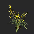 Yellow Orchids With Green Leaves And Visible Roots Against Black Background