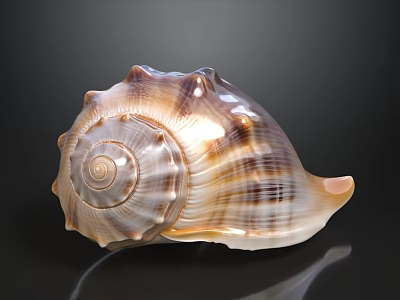 Brown And White Conch Shell With Spiked Surface On Black Reflective Background 3d model