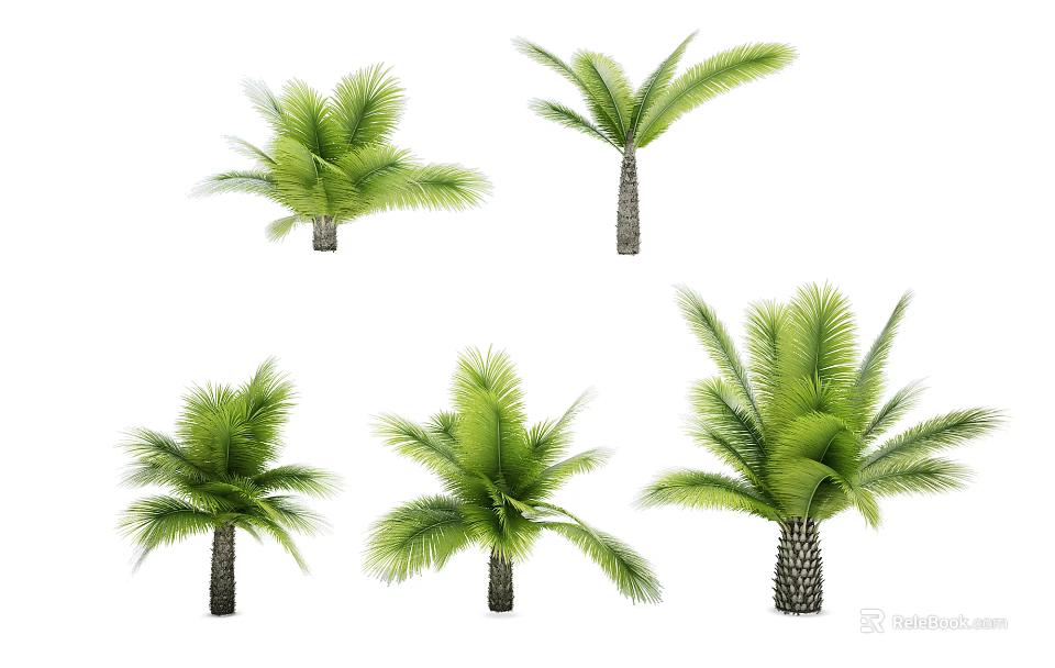 Different Types of Palm Trees with Green Fronds and Varied Trunks Isolated on White 3d model 