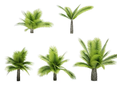 Different Types of Palm Trees with Green Fronds and Varied Trunks Isolated on White 3d model