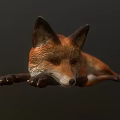 Realistic 3D Model of a Brown Fox Lying Down on Gray Background