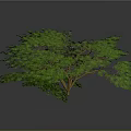 Isolated 3D Tree Model With Green Foliage Lush Canopy And Brown Trunk