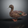 Brown Patterned Duck With Green Feathers Standing On Black Background And Reflection