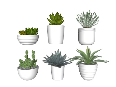 Succulent Bonsai Potted Plants In White Decorative Pots With Different Shapes 3d model