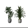 Large Green Potted Plants in White and Marble Textured Planters Home Decor