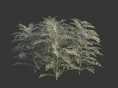Clustered 3D Model Shrub with Green and White Leaves in Dark Background 3d model