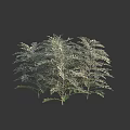 Clustered 3D Model Shrub with Green and White Leaves in Dark Background