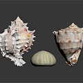 Decorative Seashell Ornament Set With Various Shapes White Green And Brown Spots On Black Surface