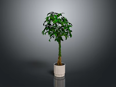 Indoor Potted Plant With Twisted Trunk And Lush Green Leaves In White Planter 3d model