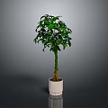 Indoor Potted Plant With Twisted Trunk And Lush Green Leaves In White Planter