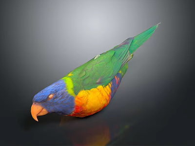 Rainbow Lorikeet With Vibrant Green Blue Yellow Orange Feathers Displaying Colorful Plumage 3d model