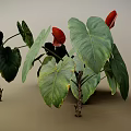 Tropical Indoor Plants With Large Green Leaves And Red Flowers For Home Decor