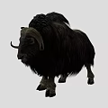 Black Yak With Thick Long Hair And Large Curved Horns On Gray Background