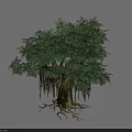 Lush Green Leafy Tree With Thick Trunk Hanging Aerial Roots And Exposed Roots