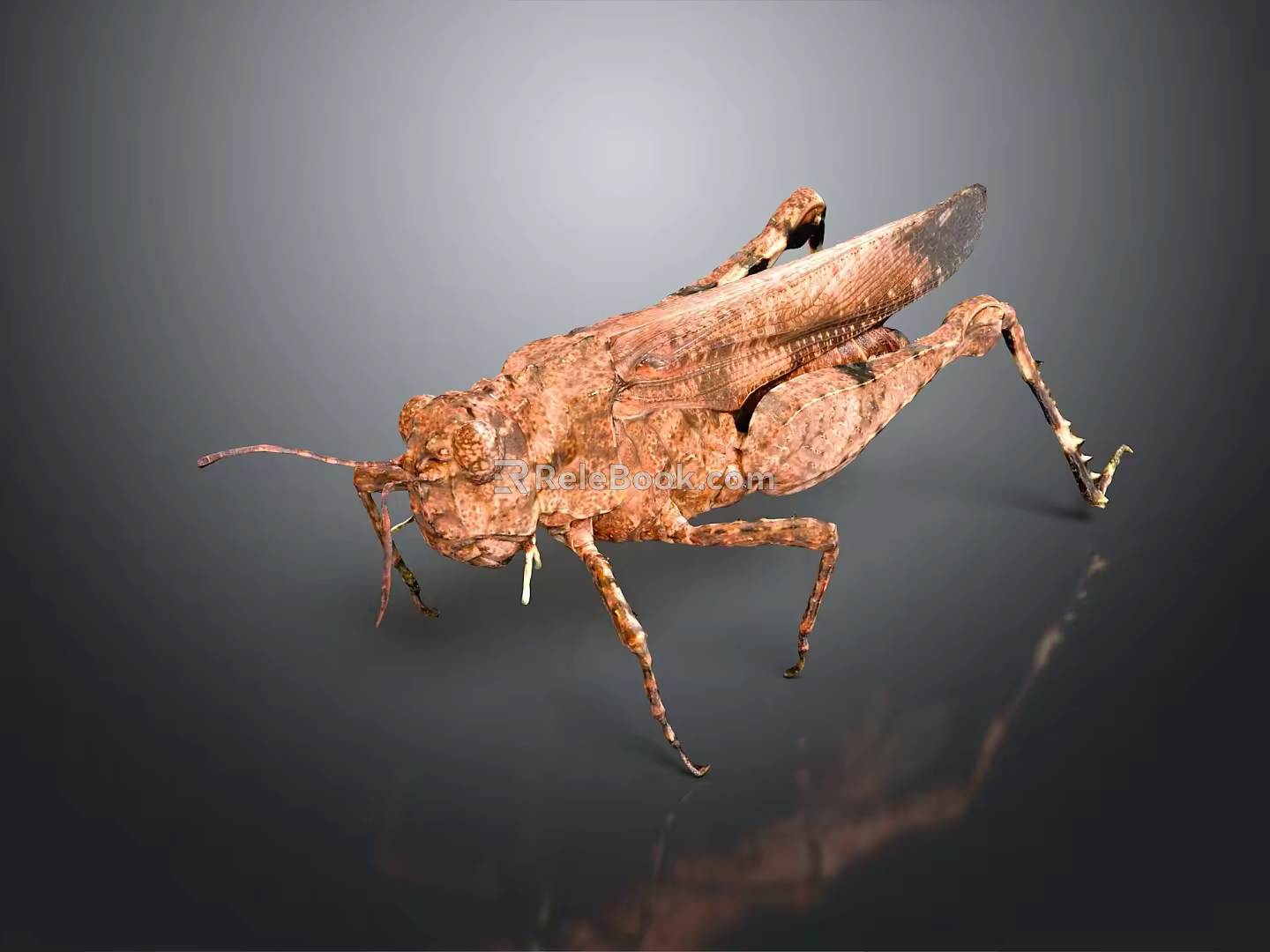 grasshopper insect cartoon locust animation locust anime locust anime game character 3d model