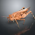 grasshopper insect cartoon locust animation locust anime locust anime game character 3d model