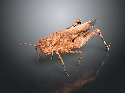 grasshopper insect cartoon locust animation locust anime locust anime game character 3d model