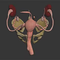 3D Rendered Human Urinary Organs Model With Kidneys Bladder Ureters And Clear Structure
