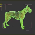 Brown And Black Brindle Boxer Dog Standing On Smooth Gray Background With Reflective Surface