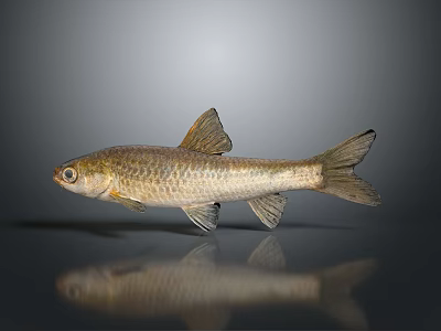 Silver Shiny Fish With Slender Body On Gray Background And Reflection 3d model