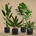 Various Types of Potted Plants with Green Leaves and Orange Flower in Black Pots