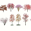 Colorful Arbor Trees With Various Leaf Colors And Diverse Species