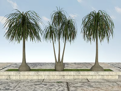 Tall Palm Trees With Long Fronds On Stone Base Green Grass Slate Pavement Blue Sky 3d model