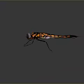 Colorful 3D Dragonfly Model With Transparent Textured Wings And Vibrant Body