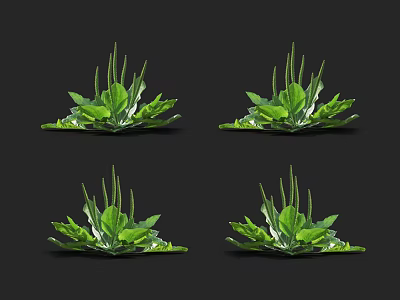 Four Green Leafy Plants With Lush Leaves And Long Stems On Black Background 3d model