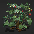 Fresh Strawberry Plant with Green Leaves White Flowers Red and Yellow Ripe Fruits