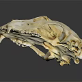 Detailed Animal Skull Bone Structure With Sharp Teeth And Anatomical Features 3d model