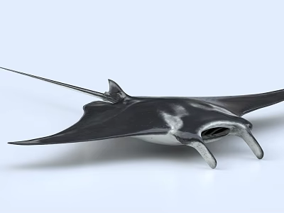 Manta Ray Aquatic Animal With Black And White Body Wide Pectoral Fins And Cephalic Lobes 3d model