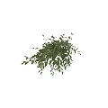 Lush Green Hanging Basket Plants With Trailing Foliage For Indoor Home Decor