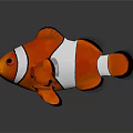 Orange And White Clownfish Aquatic Animal With Black Edged Fins 3D Rendered On Gray Background