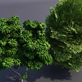 Lush Green Arbor with Dense Foliage and Vibrant Leaves in Natural Garden Landscape