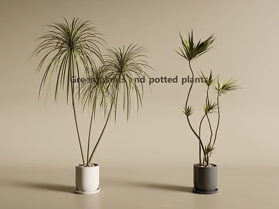 Leafy Potted Plants in White and Gray Pots for Modern Home Decor with Tall Stems 3d model