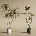 Leafy Potted Plants in White and Gray Pots for Modern Home Decor with Tall Stems