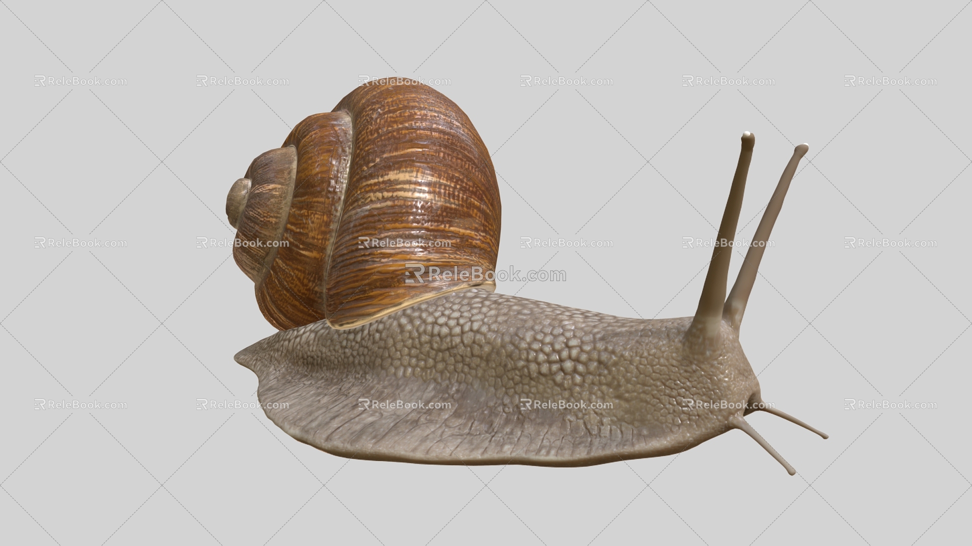 Snail Cartoon Snail Reptile Cartoon Animal 3d model