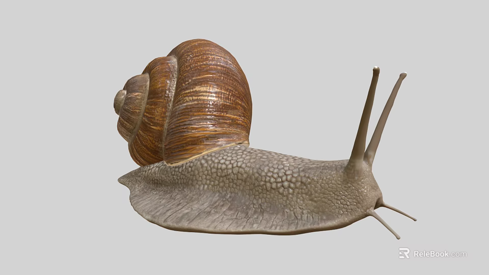 Reptile On Grey Background With Brown Shell Grey Body And Two Antennae 3d model 
