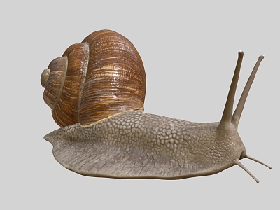 Snail Cartoon Snail Reptile Cartoon Animal 3d model